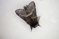 Poecilocampa populi
