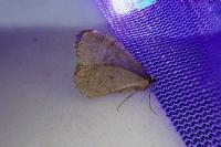 Operophtera brumata