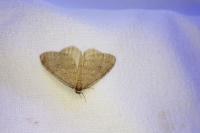 Operophtera brumata