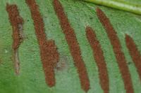 Psychoides verhuella