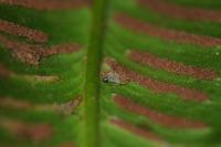 Psychoides verhuella