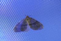 Operophtera brumata