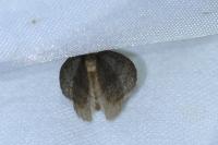 Operophtera brumata