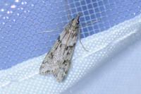 Eudonia angustea