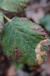 Coptotriche marginea