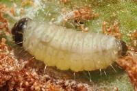 Psychoides verhuella