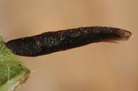 Coleophora albitarsella