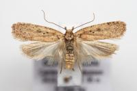 Agonopterix yeatiana