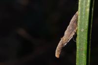 Coleophora calycotomella