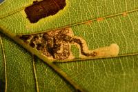 Stigmella tityrella