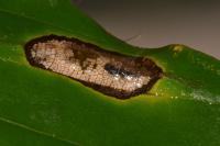 Phyllonorycter maestingella