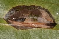 Phyllonorycter maestingella