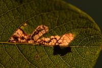 Stigmella salicis