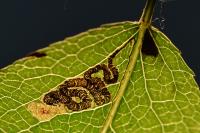 Stigmella oxyacanthella