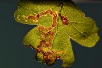 Stigmella oxyacanthella