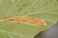 Phyllonorycter rajella
