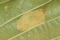 Phyllonorycter klemannella