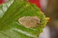 Phyllonorycter coryli