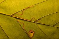 Stigmella microtheriella