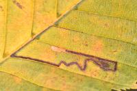 Stigmella microtheriella