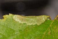 Parornix devoniella