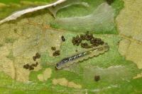 Parornix devoniella