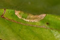 Phyllonorycter nicellii