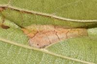 Phyllonorycter nicellii