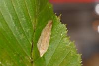 Phyllonorycter esperella
