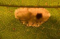Phyllonorycter acerifoliella