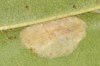 Phyllonorycter acerifoliella