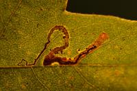 Stigmella aceris