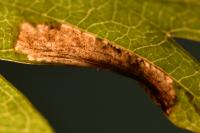 Phyllonorycter mespilella