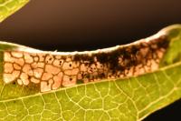 Phyllonorycter mespilella