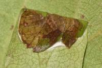 Parornix anglicella