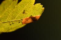 Phyllonorycter oxyacanthae