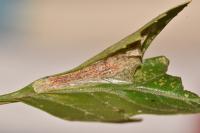 Phyllonorycter corylifoliella