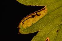 Stigmella regiella