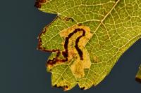 Stigmella hybnerella