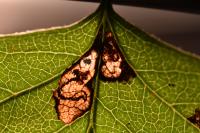 Stigmella perpygmaeella