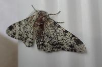 Biston betularia