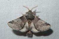 Thaumetopoea processionea