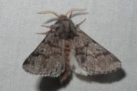 Thaumetopoea pityocampa