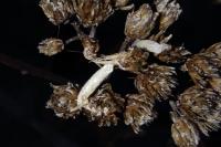 Coleophora argentula