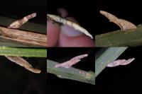 Coleophora calycotomella