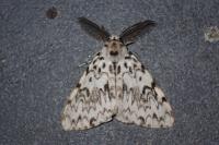 Lymantria monacha
