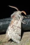 Thaumetopoea pityocampa