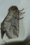 Thaumetopoea pityocampa