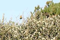 Thaumetopoea pityocampa