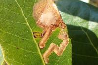Stigmella suberivora